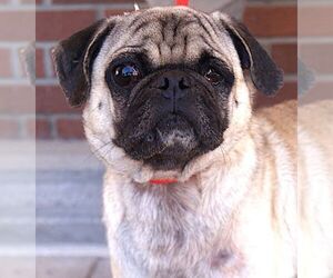 Pug Dogs for adoption in Carrollton, TX, USA