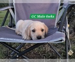 Small #10 Labrador Retriever