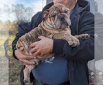 Small Photo #10 Bulldog Puppy For Sale in GREEN FOREST, AR, USA