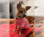 Small #3 Chihuahua Mix