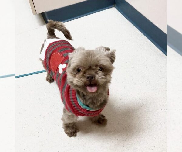 Medium Photo #1 Shih Tzu Puppy For Sale in Spring Lake, NC, USA