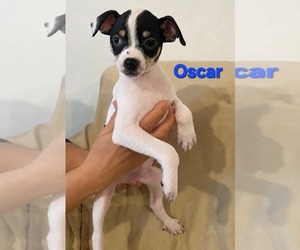 Jack Chi Dogs for adoption in Pompano Beach , FL, USA