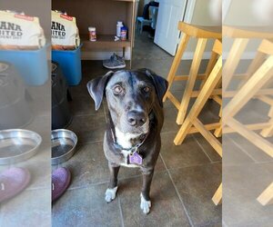 Labrador Retriever-Unknown Mix Dogs for adoption in Salt Lake City, UT, USA