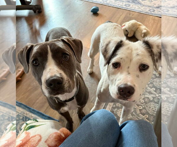 Medium Photo #4 Mutt Puppy For Sale in Greenville, SC, USA