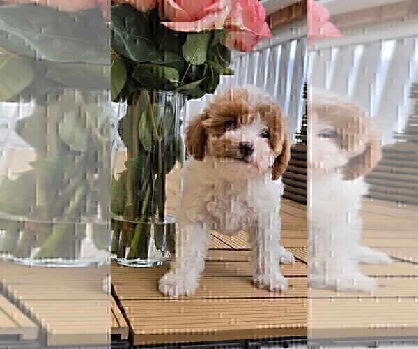Medium Photo #16 Miniature Labradoodle Puppy For Sale in SAN DIEGO, CA, USA