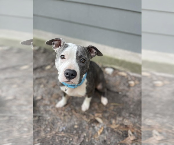 Medium Photo #1 Staffordshire Bull Terrier-Unknown Mix Puppy For Sale in Shermans Dale, PA, USA