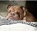 Small Photo #1 Bulldog Puppy For Sale in MONTCLAIR, CA, USA