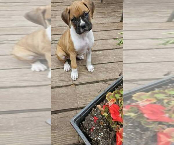 Medium Photo #1 Boxer Puppy For Sale in HIGHLAND LAKES, NJ, USA