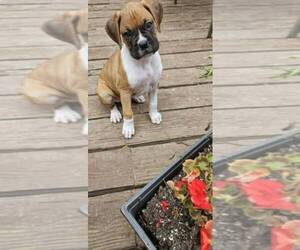 Boxer Puppy for sale in HIGHLAND LAKES, NJ, USA