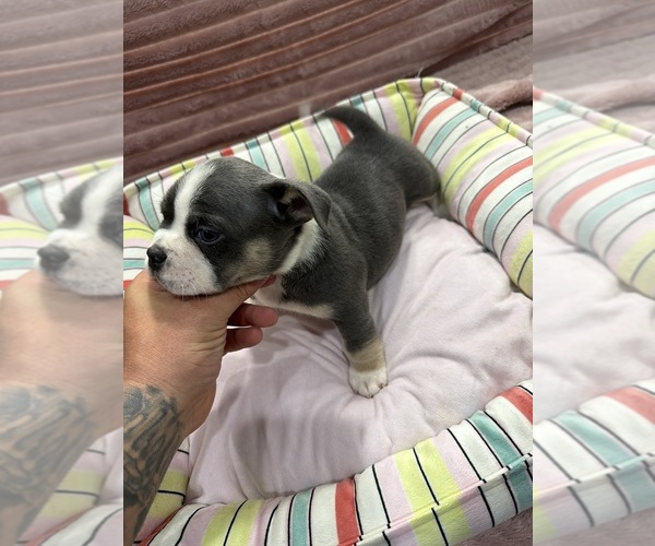 Medium Photo #8 American Bully-French Bulldog Mix Puppy For Sale in LUMBERTON, TX, USA