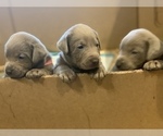 Small Photo #12 Labrador Retriever Puppy For Sale in OUTLOOK, WA, USA