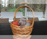 Small Photo #2 Weimaraner Puppy For Sale in QUITMAN, TX, USA