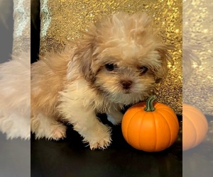 Shih Tzu Puppy for sale in WESTPORT, MA, USA