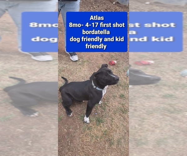 Medium Photo #1 Mutt Puppy For Sale in Calgary, Alberta, Canada