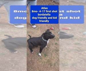 Mutt Dogs for adoption in Calgary, Alberta, Canada