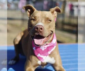 American Staffordshire Terrier-Unknown Mix Dogs for adoption in San Antonio, TX, USA