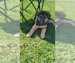 Small Photo #5 German Shepherd Dog Puppy For Sale in ROBESONIA, PA, USA