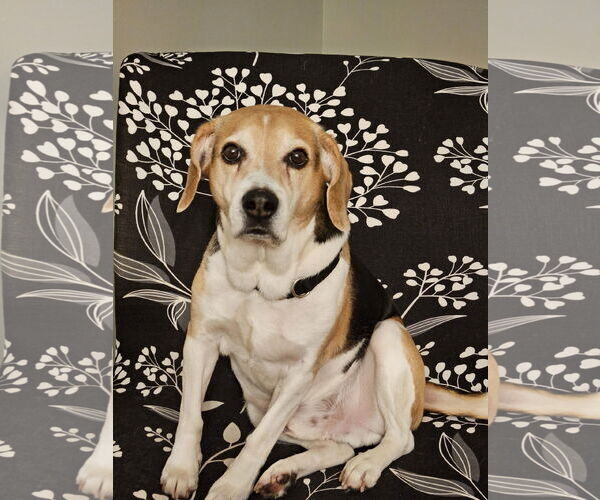 Medium Photo #1 Beagle-Unknown Mix Puppy For Sale in Farmington, MN, USA