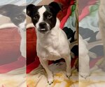 Small Photo #4 Jack-Rat Terrier Puppy For Sale in Newport Beach, CA, USA