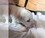 Small Photo #2 Great Pyrenees Puppy For Sale in JEFFERSON, MD, USA