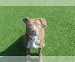 Small #2 American Pit Bull Terrier