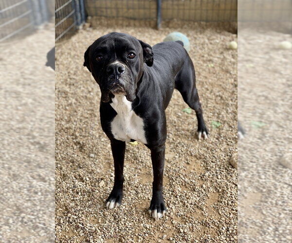 Medium Photo #2 Boxer Puppy For Sale in Austin, TX, USA