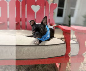 Faux Frenchbo Bulldog Dogs for adoption in Euless, TX, USA