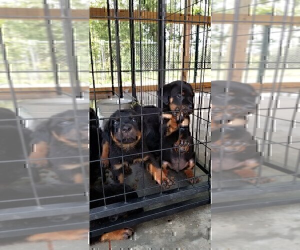 Medium Photo #14 Rottweiler Puppy For Sale in RIEGELWOOD, NC, USA