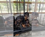 Small Photo #14 Rottweiler Puppy For Sale in RIEGELWOOD, NC, USA