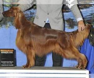 Father of the Irish Setter puppies born on 11/07/2022