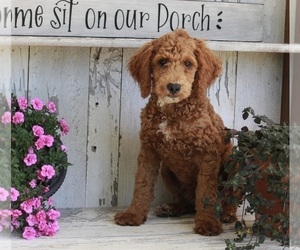Poodle (Miniature) Puppy for sale in FREDERICKSBURG, OH, USA