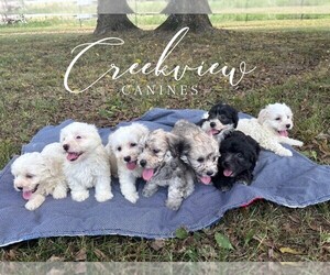 Havachon Litter for sale in NIANGUA, MO, USA