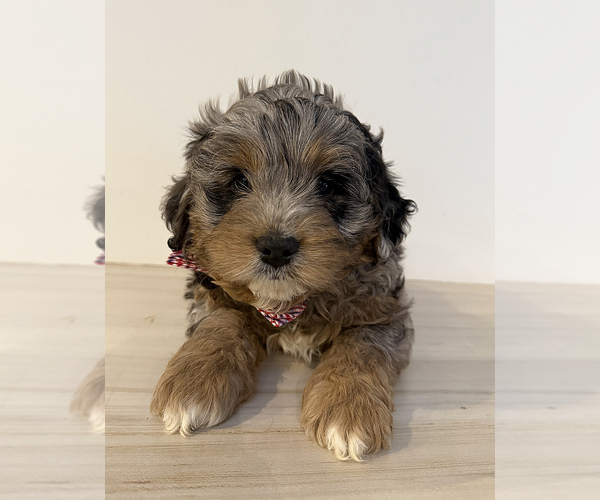 Medium Photo #2 Aussiedoodle Miniature -Goldendoodle Mix Puppy For Sale in MILLERSBURG, OH, USA