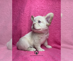 Ocean - Male French Bulldog Puppy for Sale - Photo #3