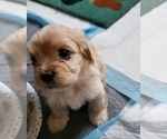 Small Photo #1 Cav-A-Malt-Cav-A-Mo Mix Puppy For Sale in FORT WASHINGTON, MD, USA