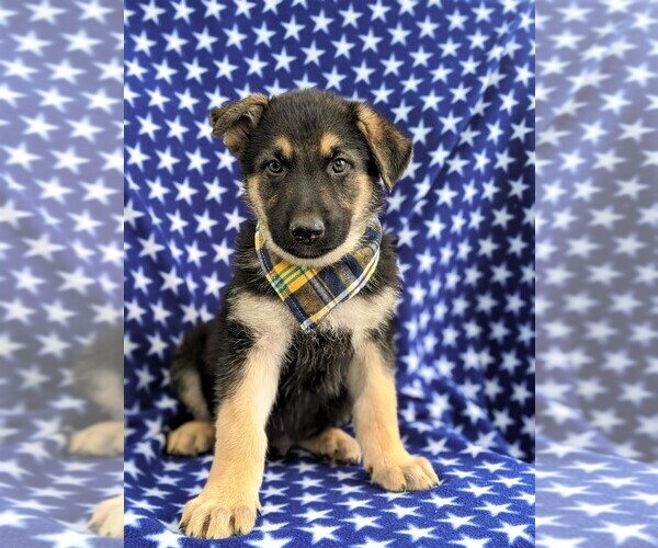Medium Photo #2 German Shepherd Dog Puppy For Sale in COCHRANVILLE, PA, USA