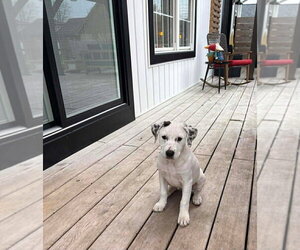 Mutt Dogs for adoption in Wenonah, NJ, USA