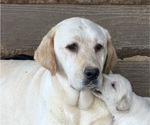 Small Photo #1 Labrador Retriever Puppy For Sale in ORANGEBURG, SC, USA