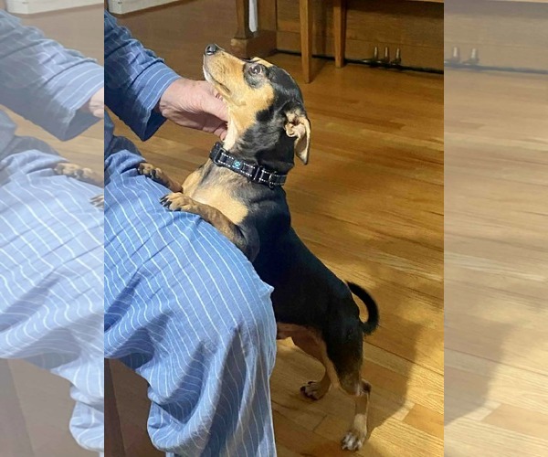 Medium Photo #11 Chiweenie Puppy For Sale in Princeton, MN, USA