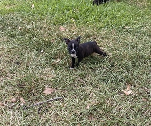 Boston Terrier Puppy for sale in ABILENE, TX, USA