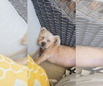 Small #1 Poodle (Miniature) Mix