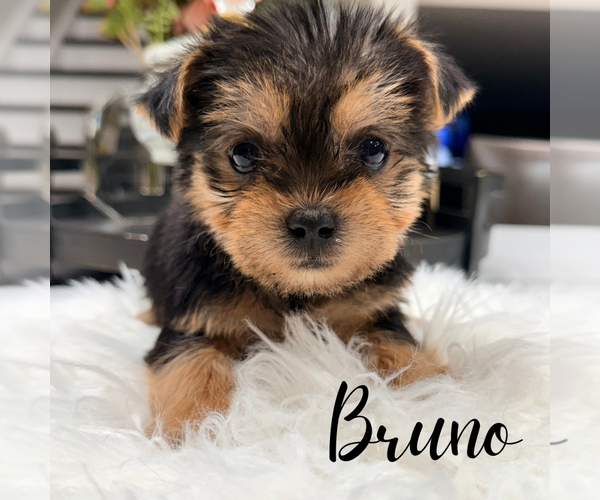 Medium Photo #4 Yorkshire Terrier Puppy For Sale in ADDISON, IL, USA