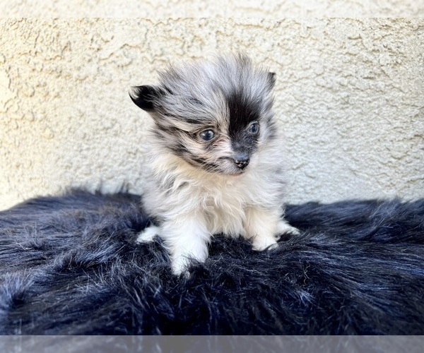 Medium Photo #88 Pomeranian Puppy For Sale in HAYWARD, CA, USA