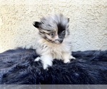 Small Photo #88 Pomeranian Puppy For Sale in HAYWARD, CA, USA