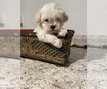 Small Photo #5 Maltipoo Puppy For Sale in GREENVILLE, NC, USA