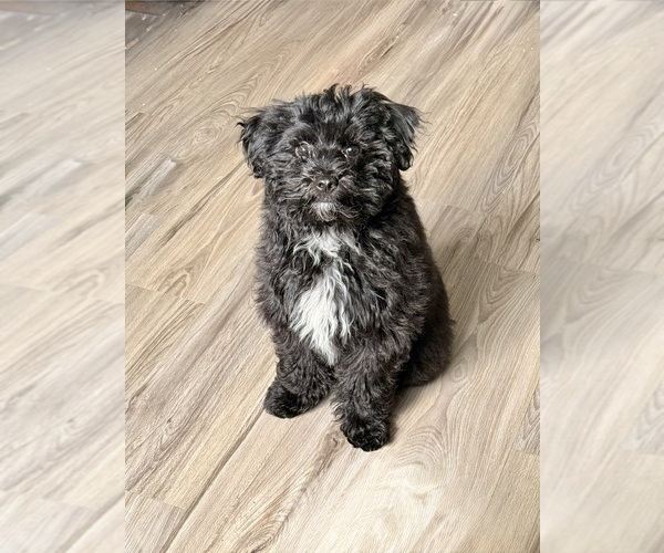 Medium Photo #1 Havapoo Puppy For Sale in SOUTHGATE, MI, USA