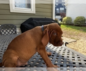 Vizsla Puppy for Sale in RALEIGH, North Carolina USA