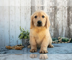 Small #1 Golden Retriever