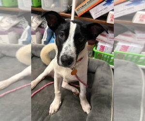 Pretzel - Male Dachshund-Unknown Mix Dog for Adoption - Photo #6