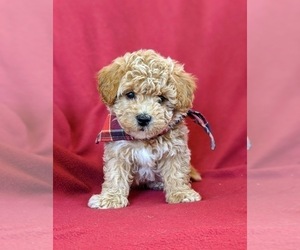 Bichpoo Puppy for sale in LINCOLN UNIV, PA, USA